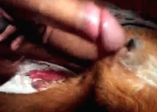 Youthful/cute dog pounded by a BBC