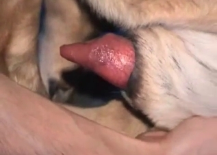 Bedroom-based bestiality with a beautiful dog