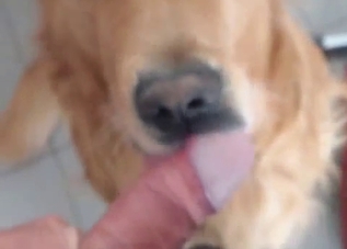 POV zoo blowjob from a scruffy doggo
