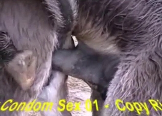Close-up shots of intense animal sex