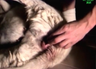 Dude violating his dog's pussy