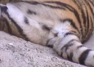 Real tiger has a very juicy looking ass