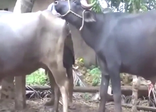 Cow fucking movie with pleasure and orgasms
