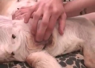Horny dog pounding that skinny slut's slit