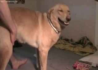 Bestiality banging with a really racy retriever