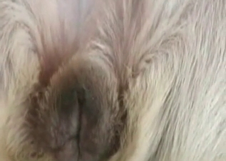 Smart dog knows how to fuck on camera